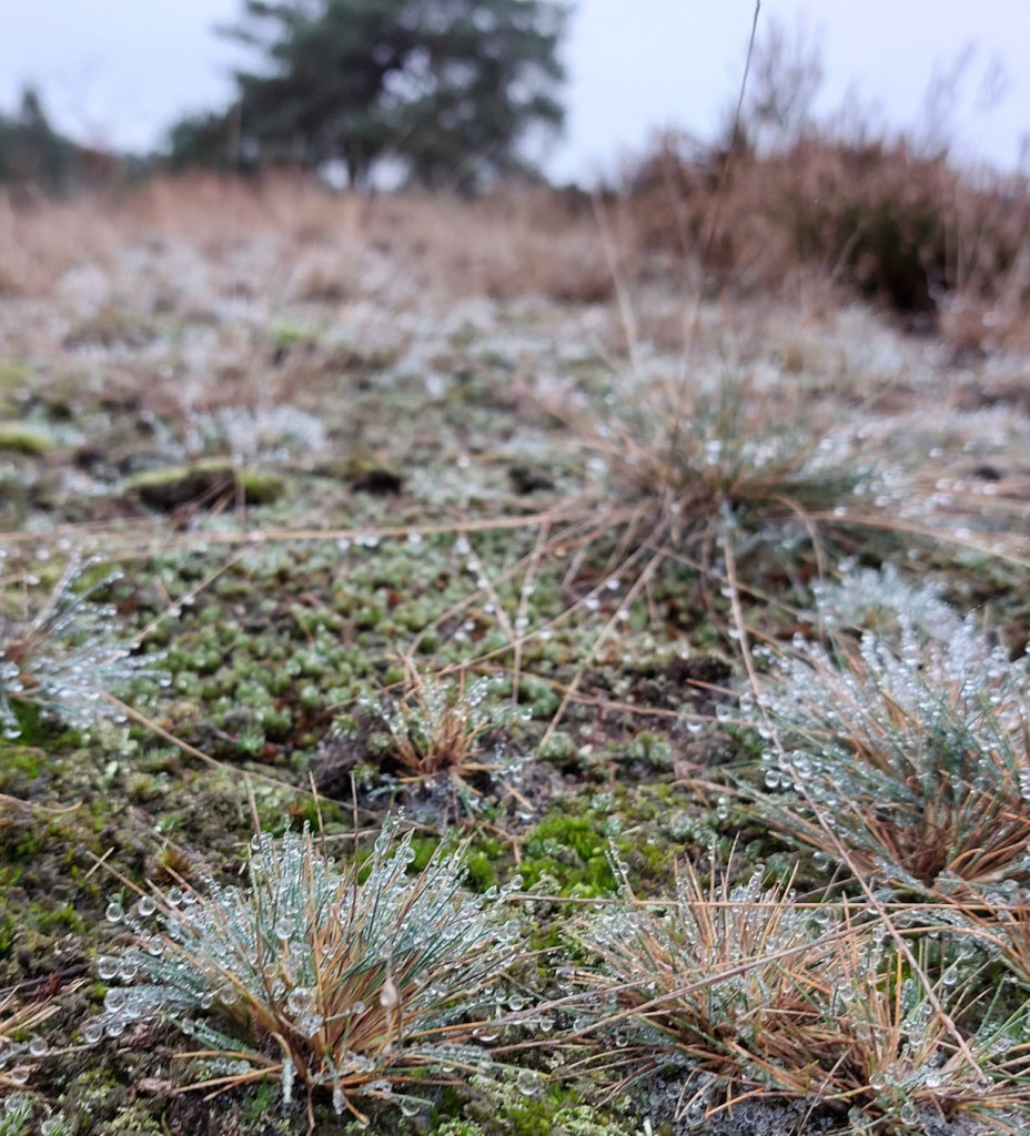 Dauwdruppels op het heideveld