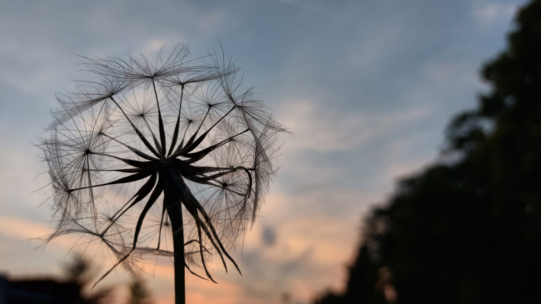 Paardenbloem (doodgewoon)